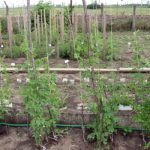 biotehnologie vegetala