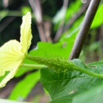 floare momordica