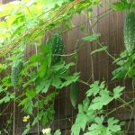 planta agatatoare