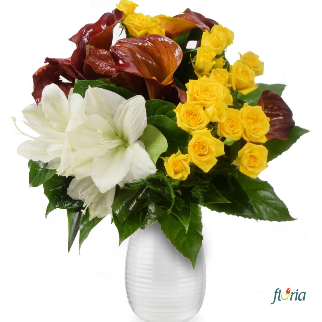 Florile toamnei la Floria.ro: amarilis alb si nuante vibrante de rosu, galben si portocaliu