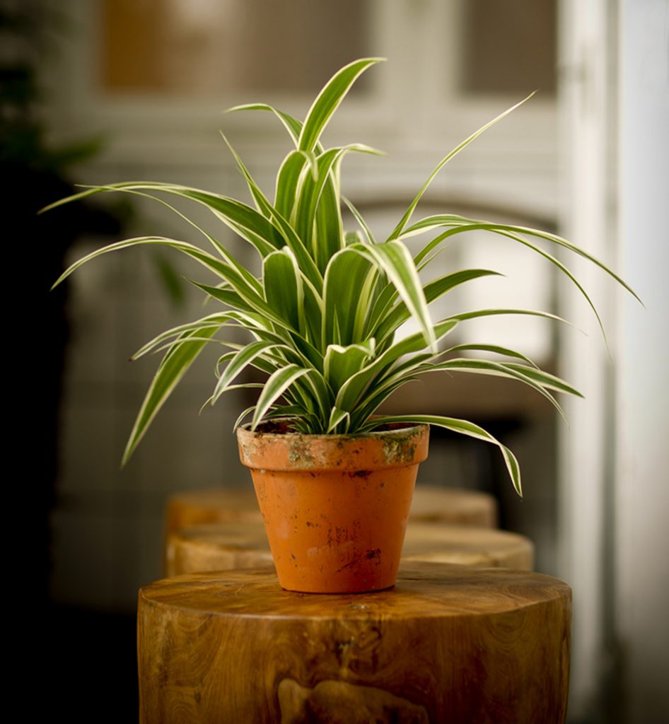Chlorophytum_planta_curata_aer_casoteca