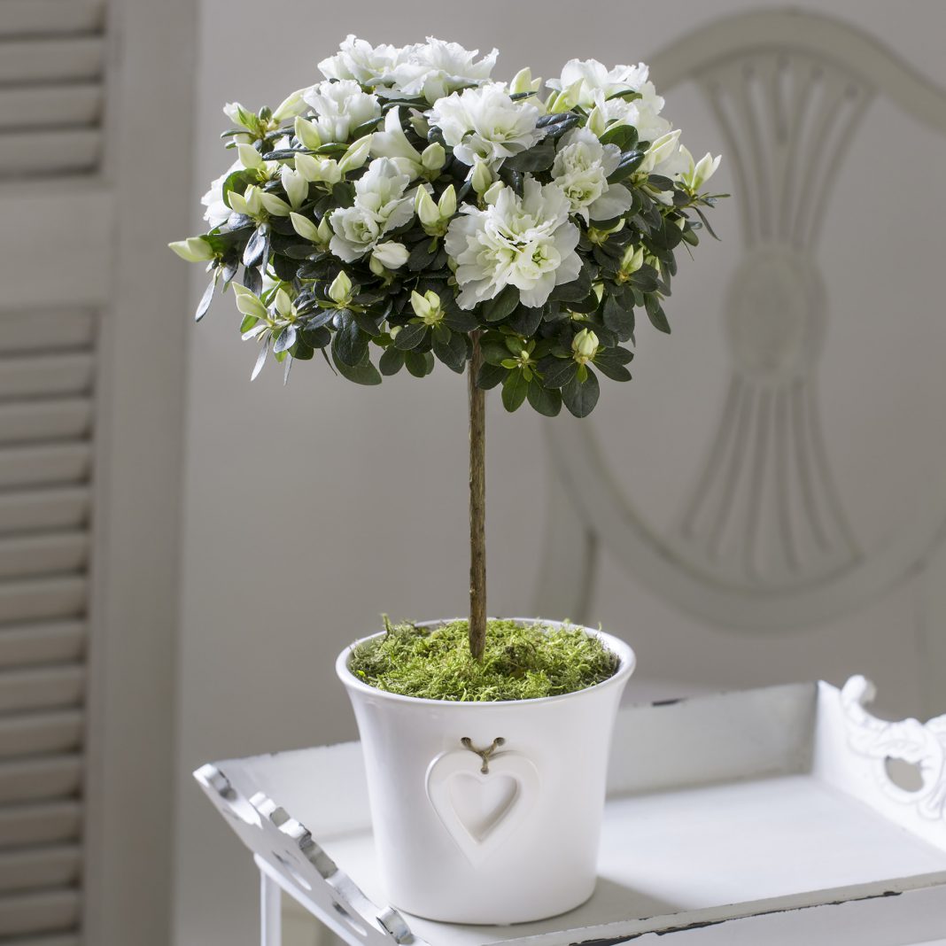 azaleea_curata_aer_planta_camera