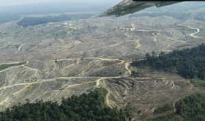 deforastation for palm oil-www.onegreenplanet.org