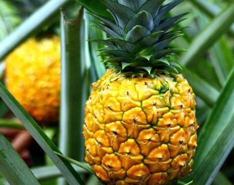 ananas ananas