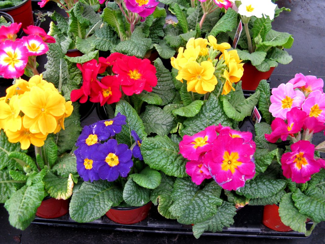 Primula – floarea cea colorată pentru diferite aranjamente