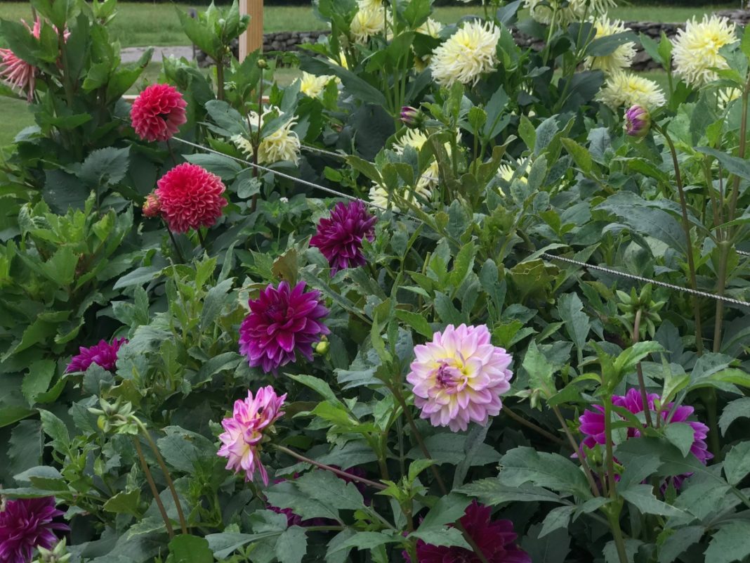 Florile de toamnă, află tot ce nu știai despre ele!