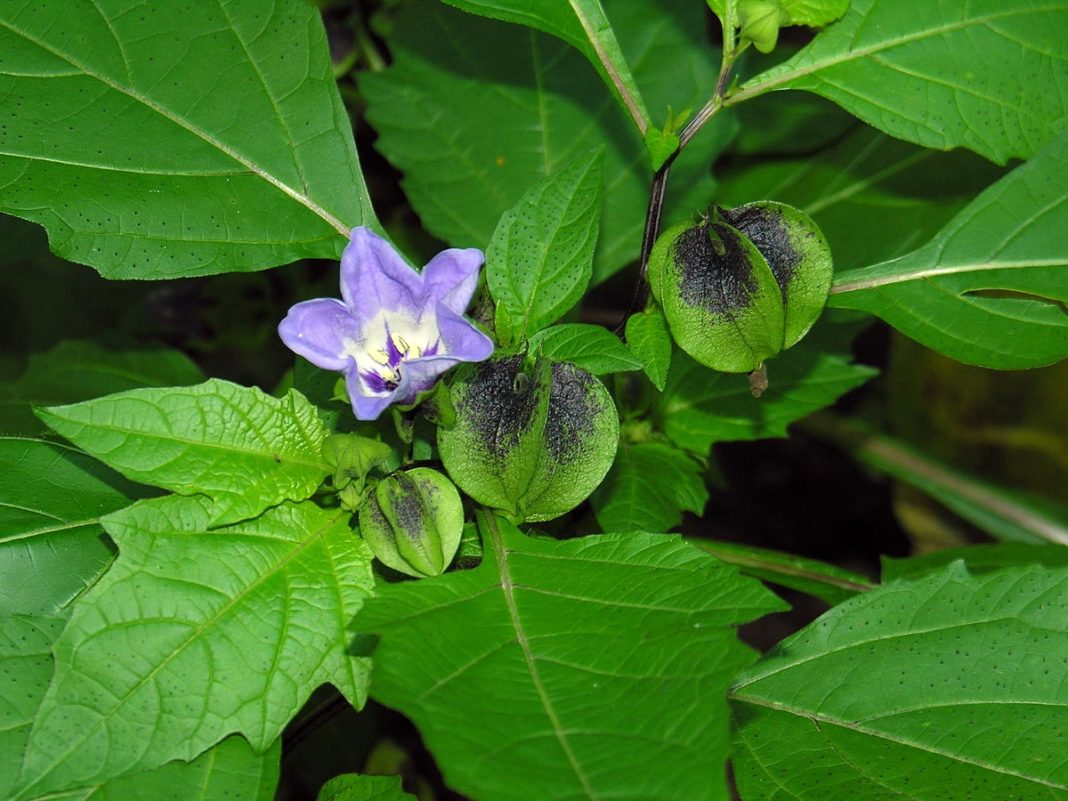 Nicandra, floarea violetă care înflorește pe timp de noapte