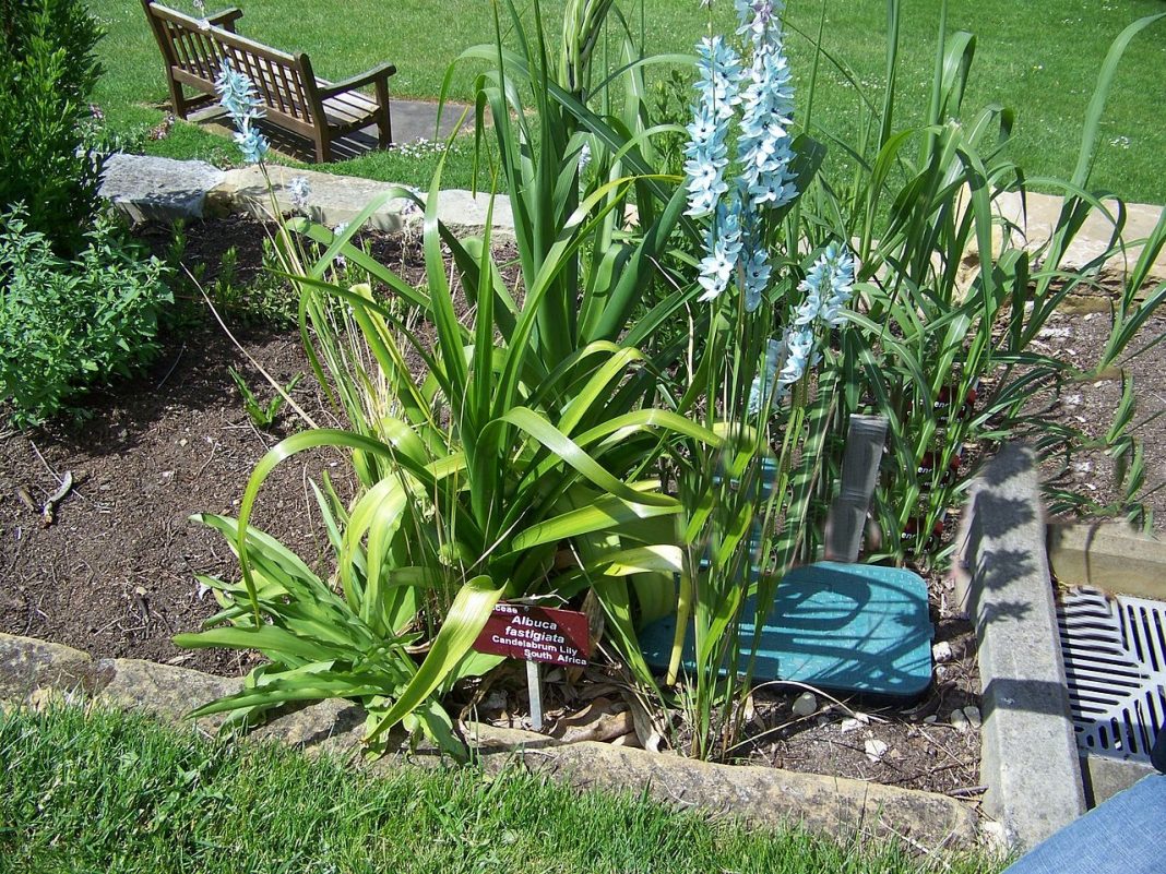 Zeița verde, o plantă exotică extrem de rară