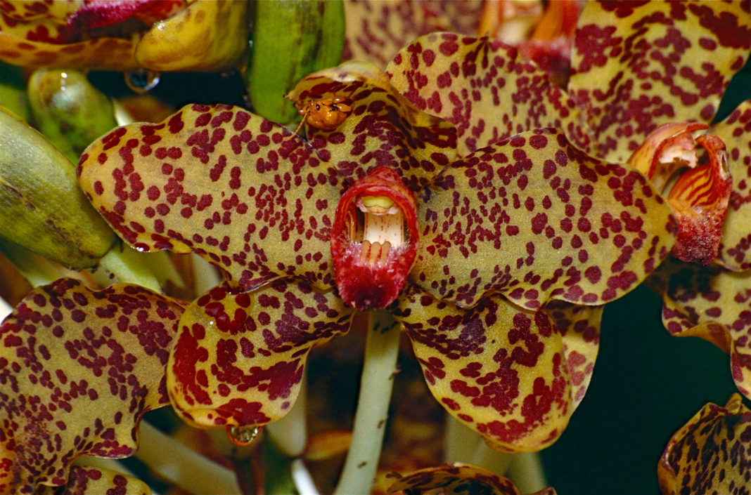 Grammatophyllum speciosum Orhideea tigru
