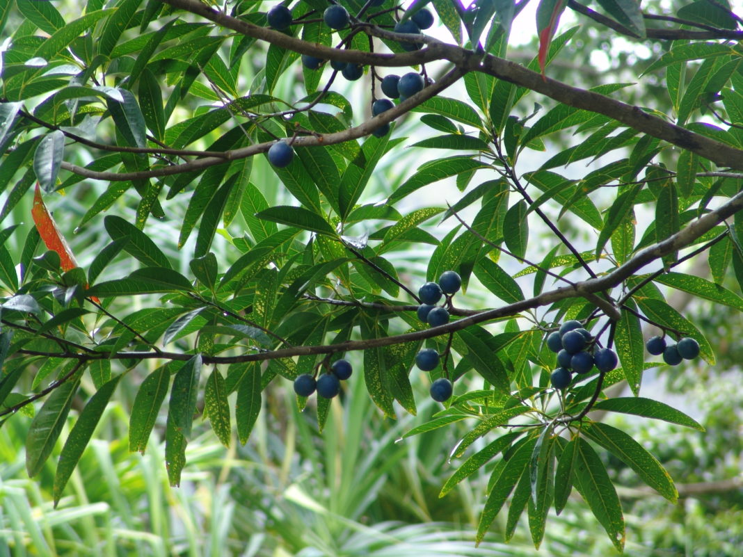 arborele albastru de marmura