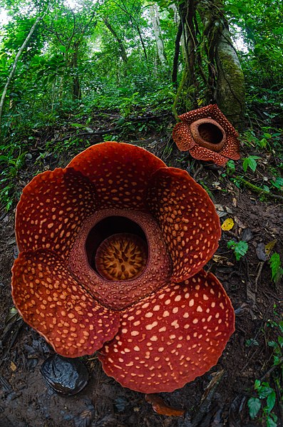 paraziták rafflesia paraziták és zsíros bőr