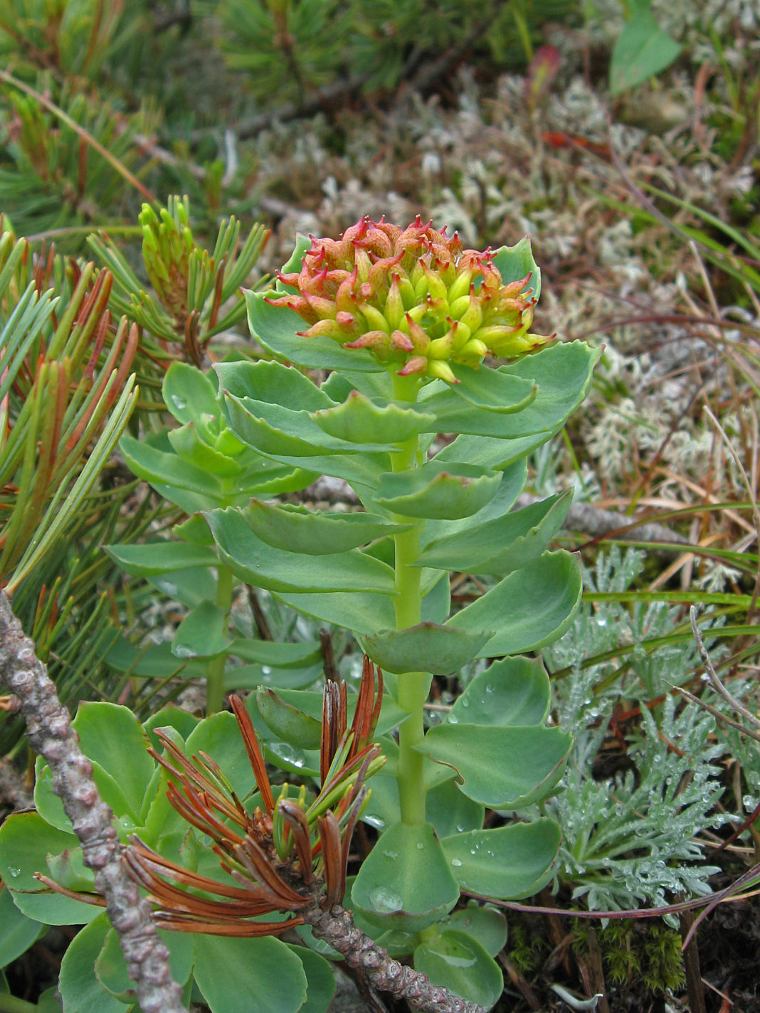 Rhodiola_rosea_02
