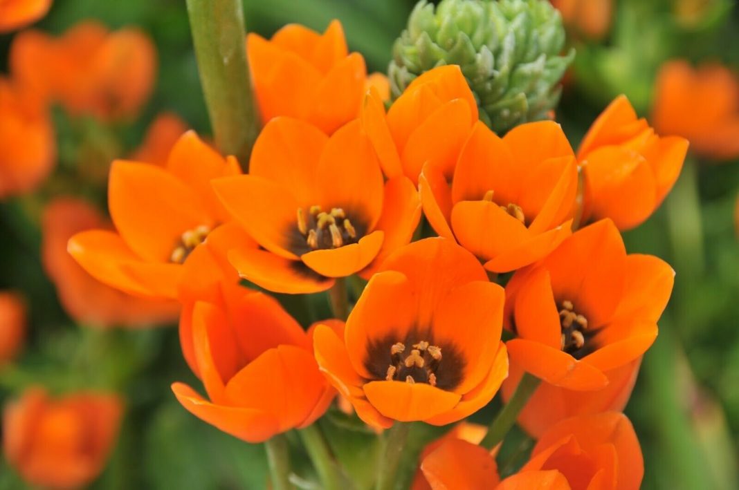 Steaua din Bethleem, o floare de care ne bucurăm și iarna