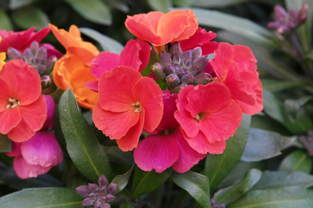 Mixandra, floarea podoaba