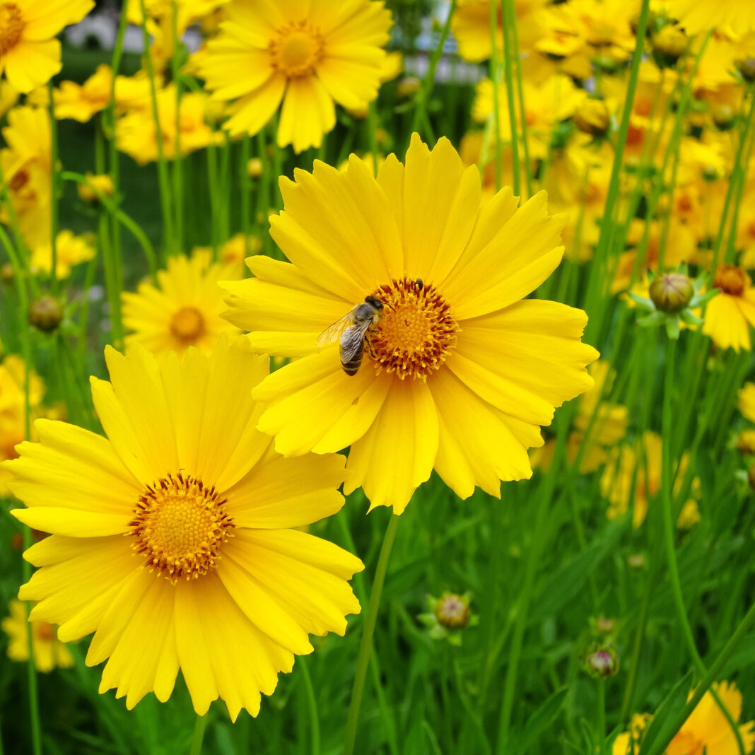 Coreopsis, planta cu flori aurii de care ne bucurăm toata vara