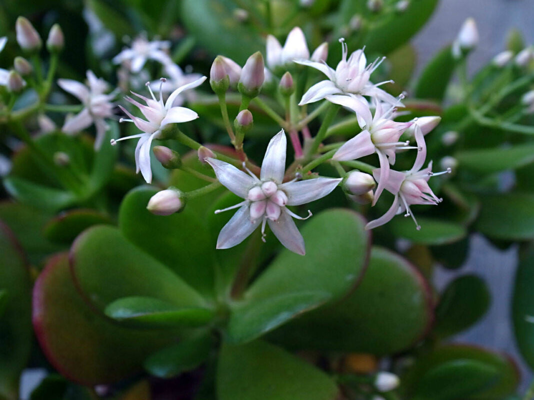 Crassula ovata