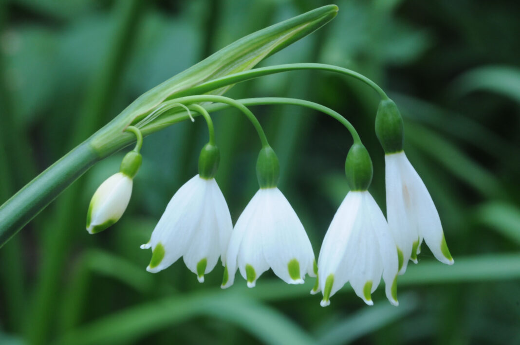 Leucojum aestivum