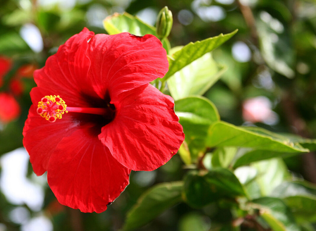 hibiscus floare