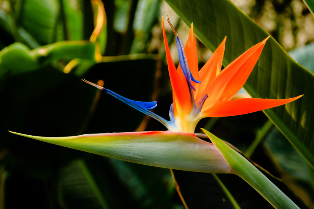 Strelitzia-reginae-1