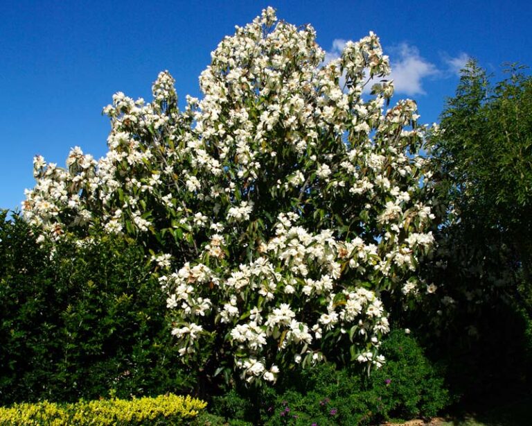 Magnolia grandiflora, magnolia care ȋnflorește toată vara Casoteca