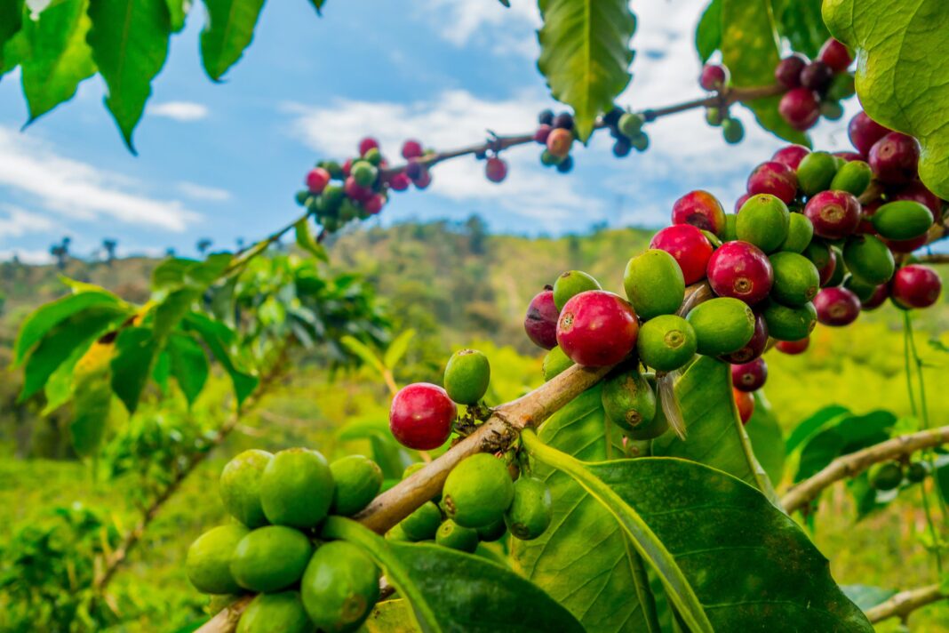 Cafeaua crescută la umbră salvează pădurea tropicală