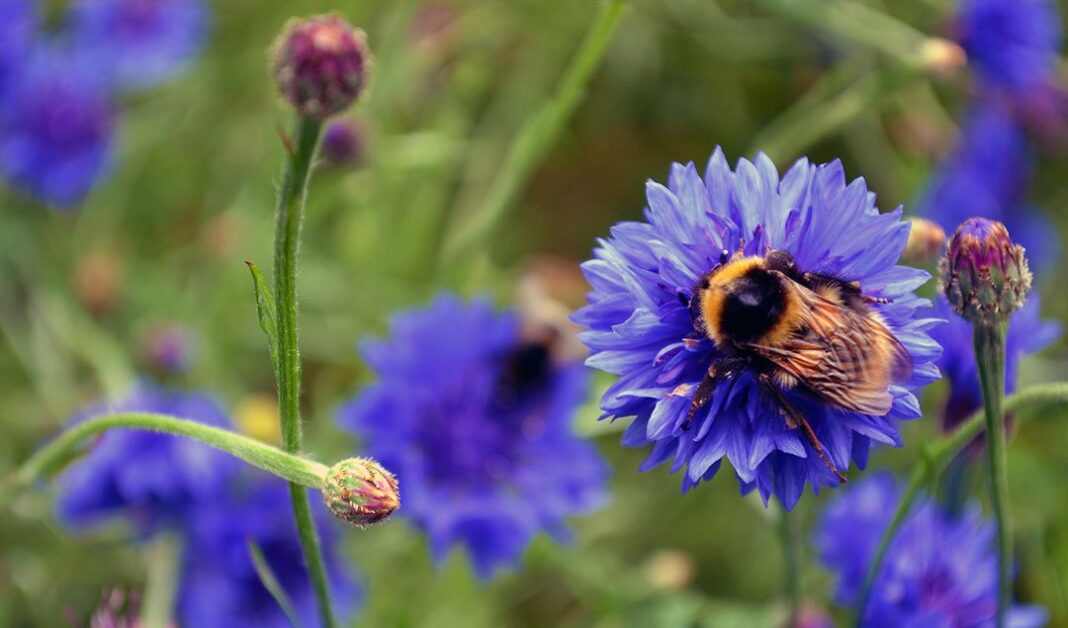 plantele care atrag albinele 1