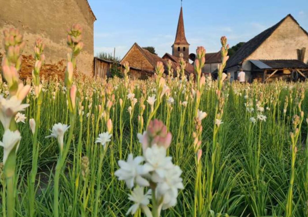 Tuberoza de Hoghilag, prima floare din România protejată la nivel european