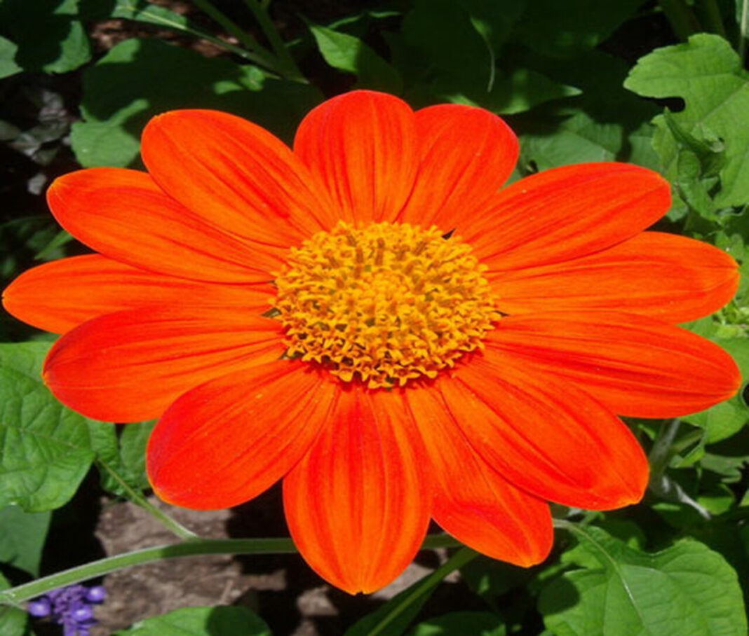 floarea soarelui mexicana