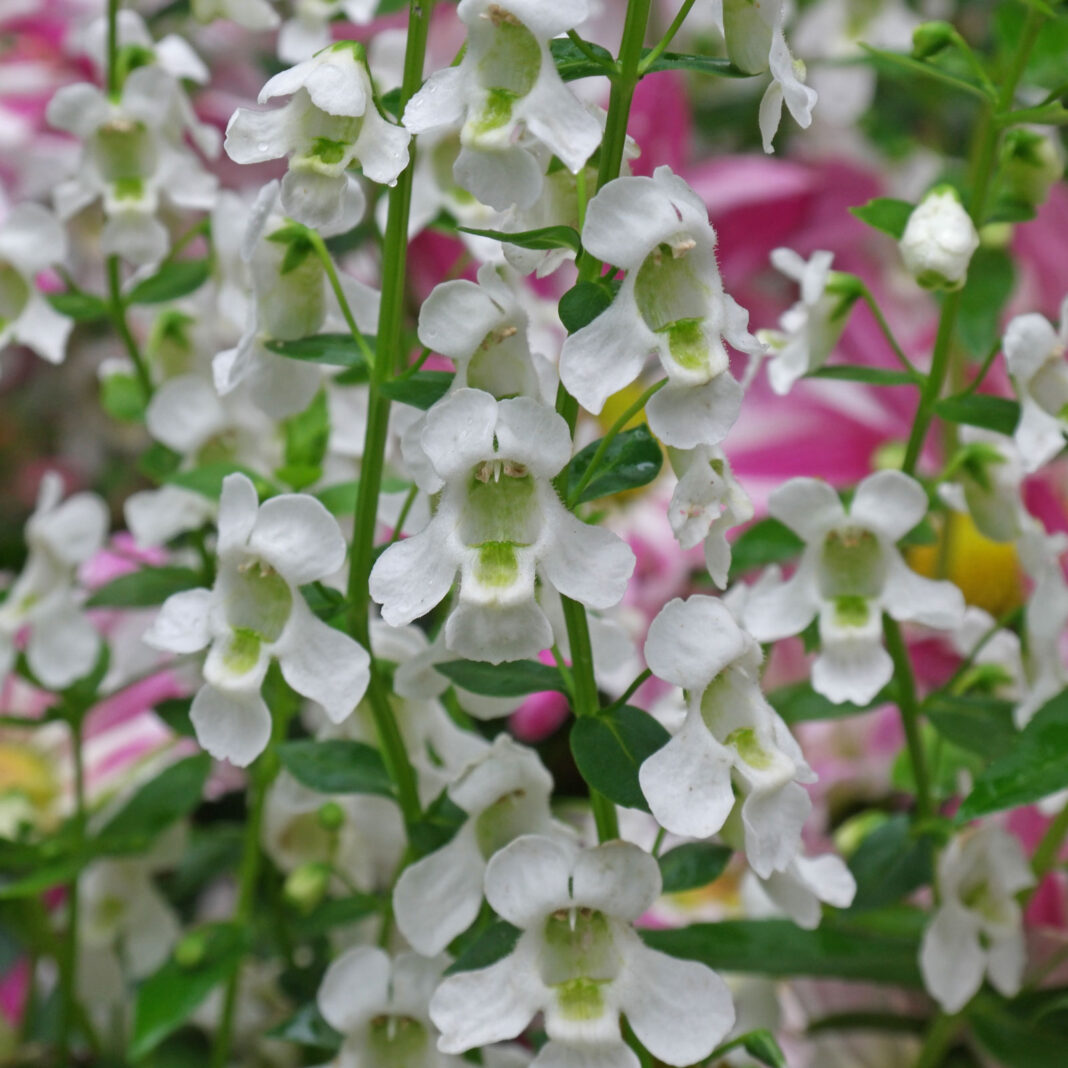 Angelonia-angustifolia