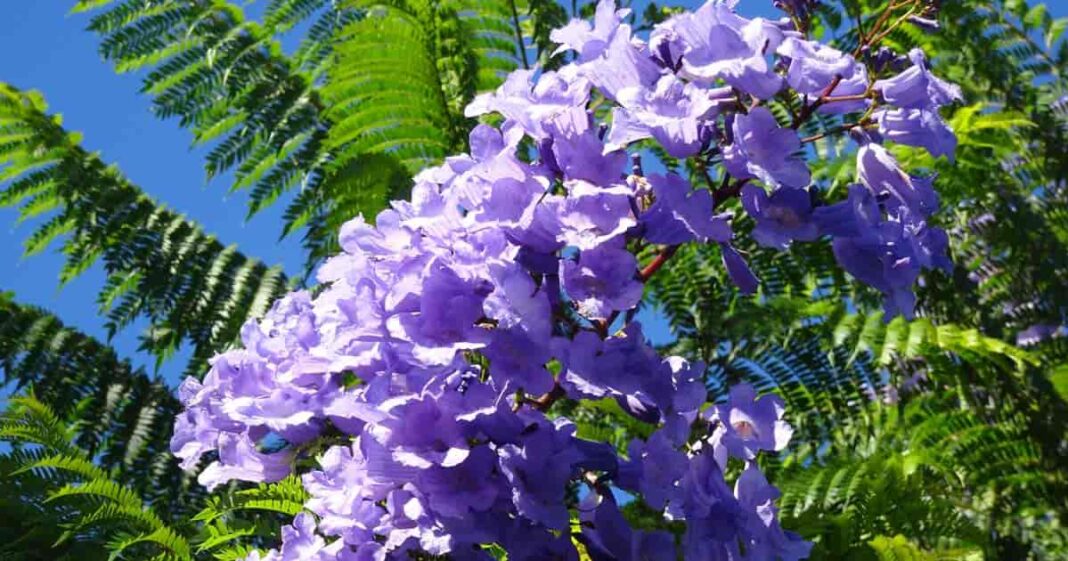 Jacaranda mimosifolia, copacul cu flori liliachii