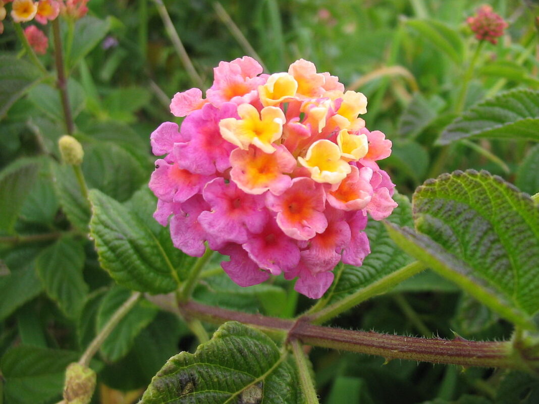 lantana