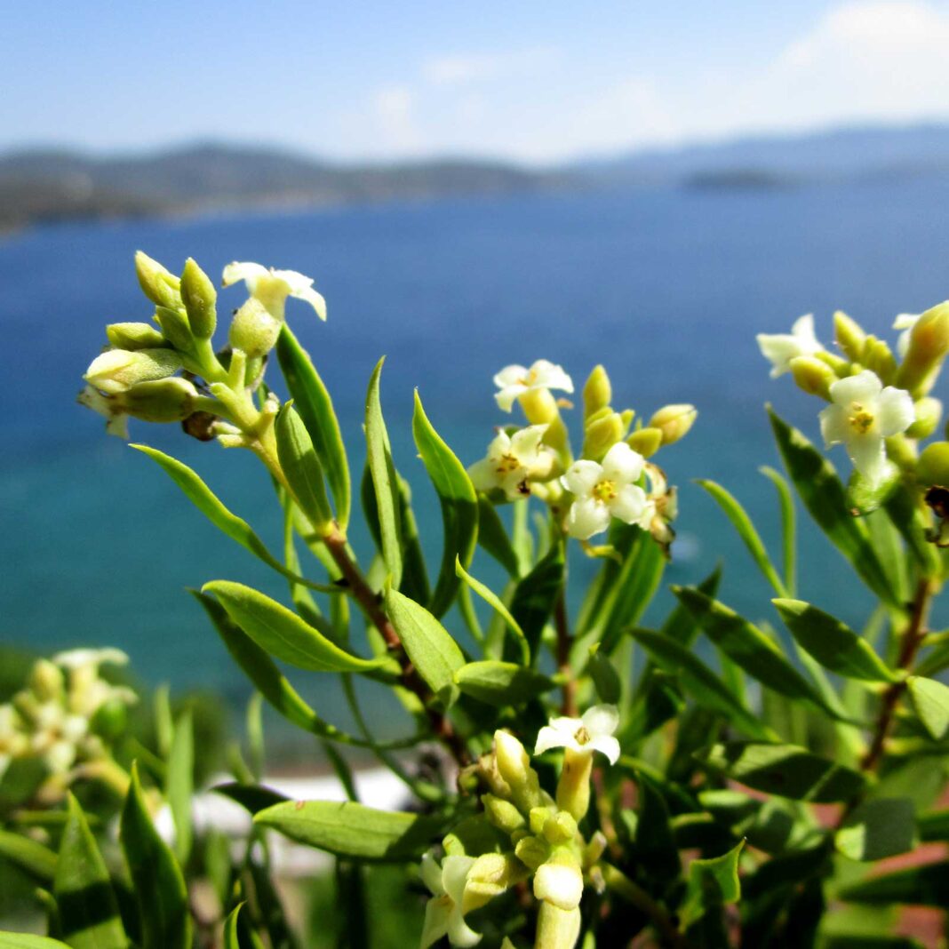 Verbina, planta cu frunze ce au parfum de lămȃie