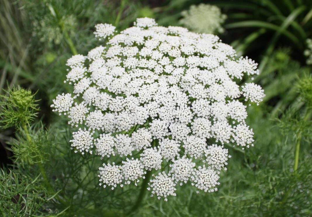 Ammi visnaga
