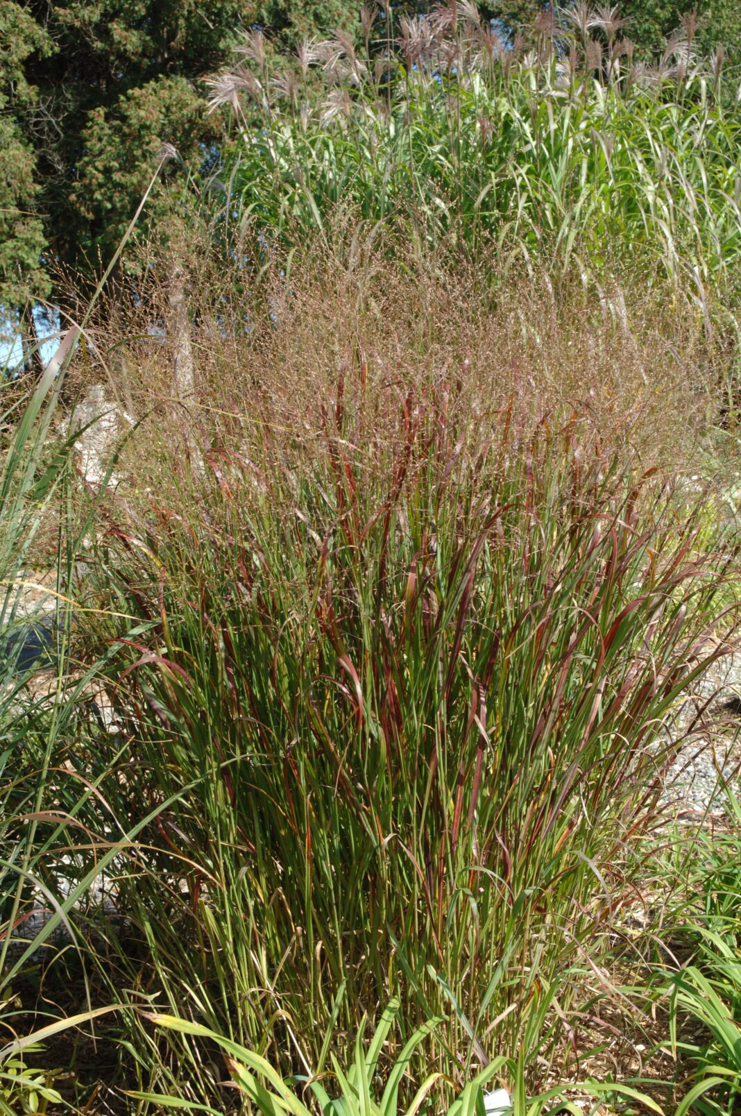 Focul preeriei, iarba decorativă folosită la producţia de biodiesel