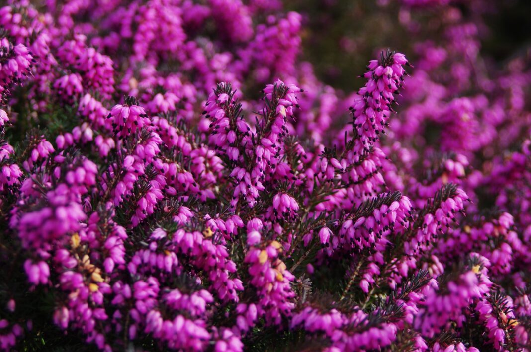 Calluna