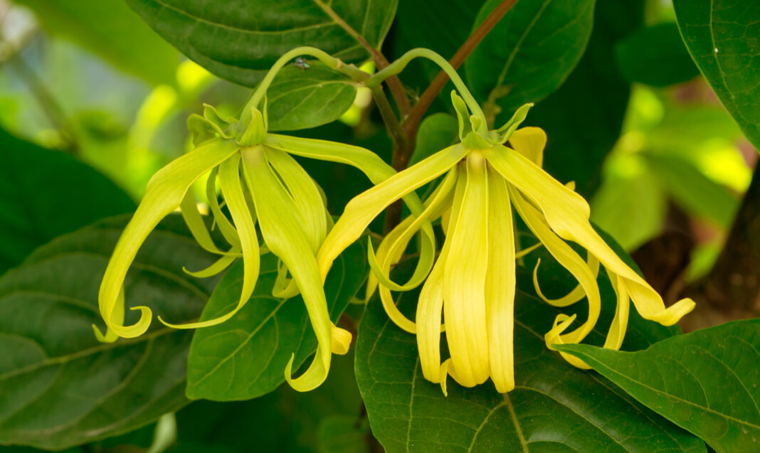 Ylang-ylang, copacul vindecător