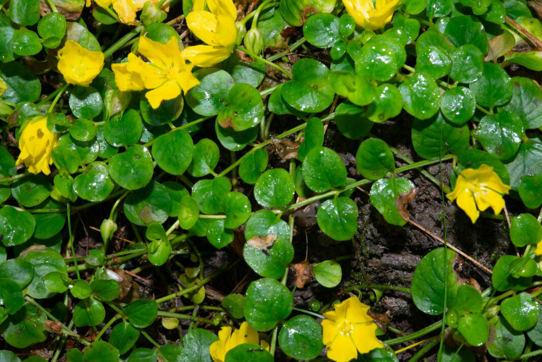 (Lysimachia nummularia) moneywort, creeping jenny