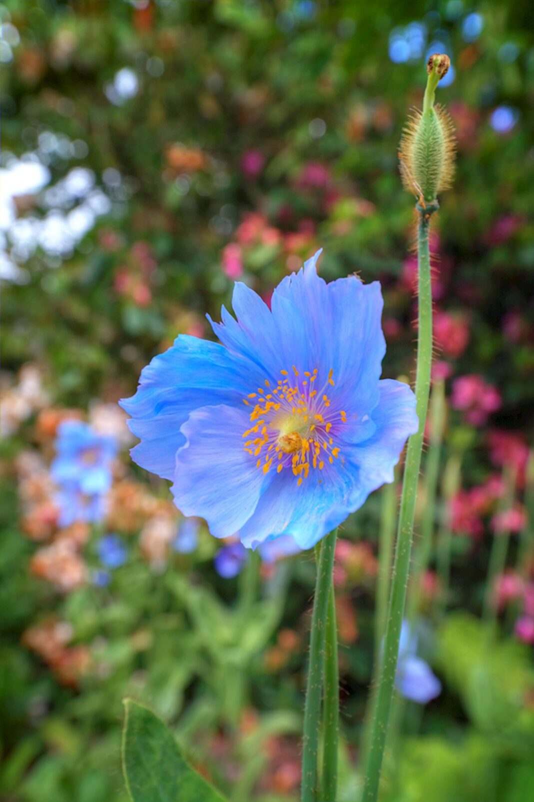 Macul de Himalaya, macul de culoarea cerului