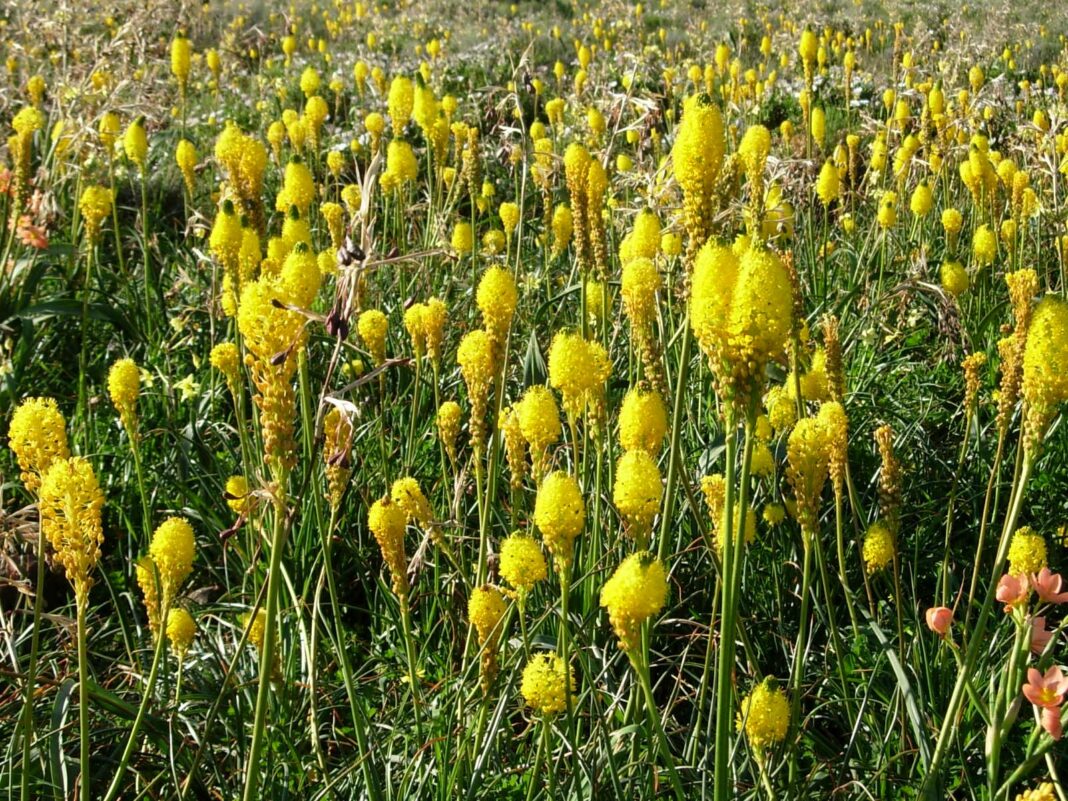 Bulbinella, flori din Africa de Sud și Noua Zeelandă