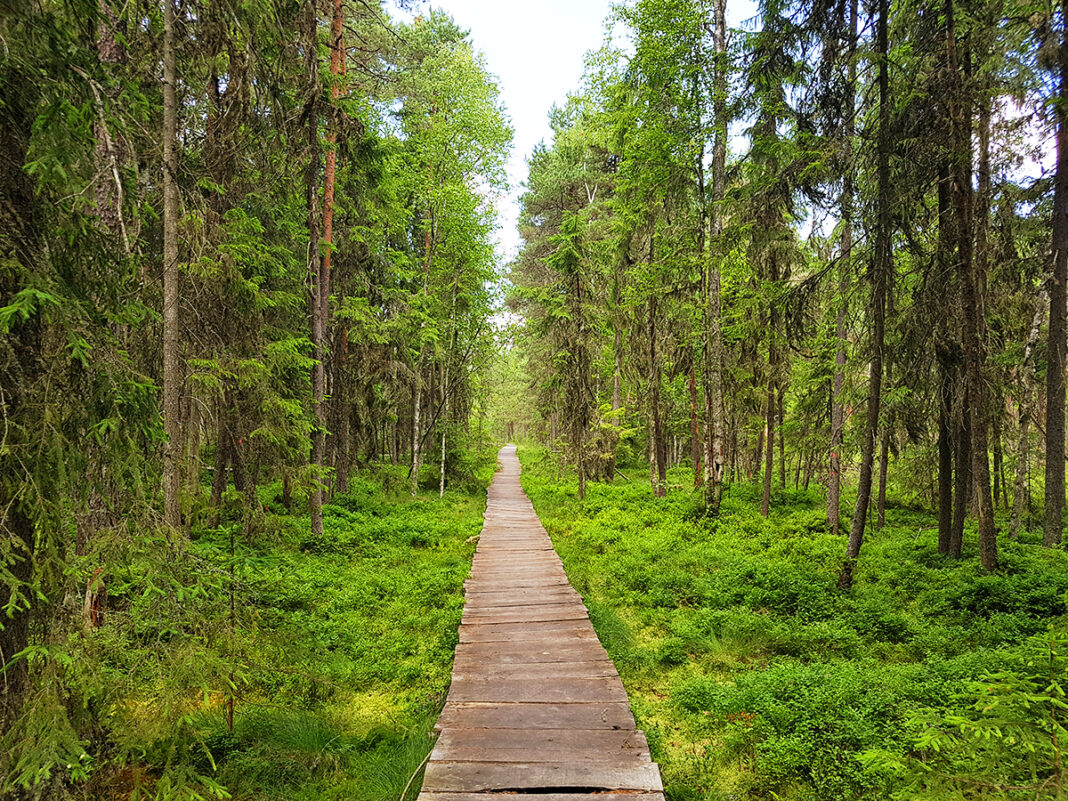 Turbăriile din România – de la ecosisteme degradate la intervenții de restaurante