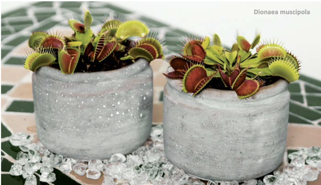 Plantele carnivore te scapă de insecte, dar îți cer multă atenție