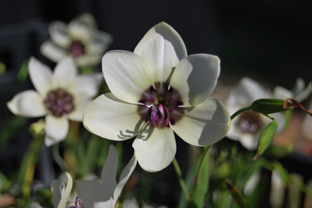 Floarea de satin din Tulbagh