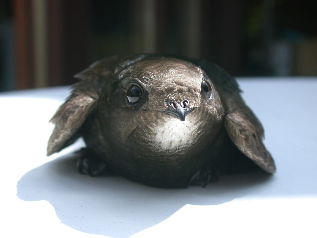 Drepneaua neagră, o pasăre care are nevoie de o ȋngrijire specială