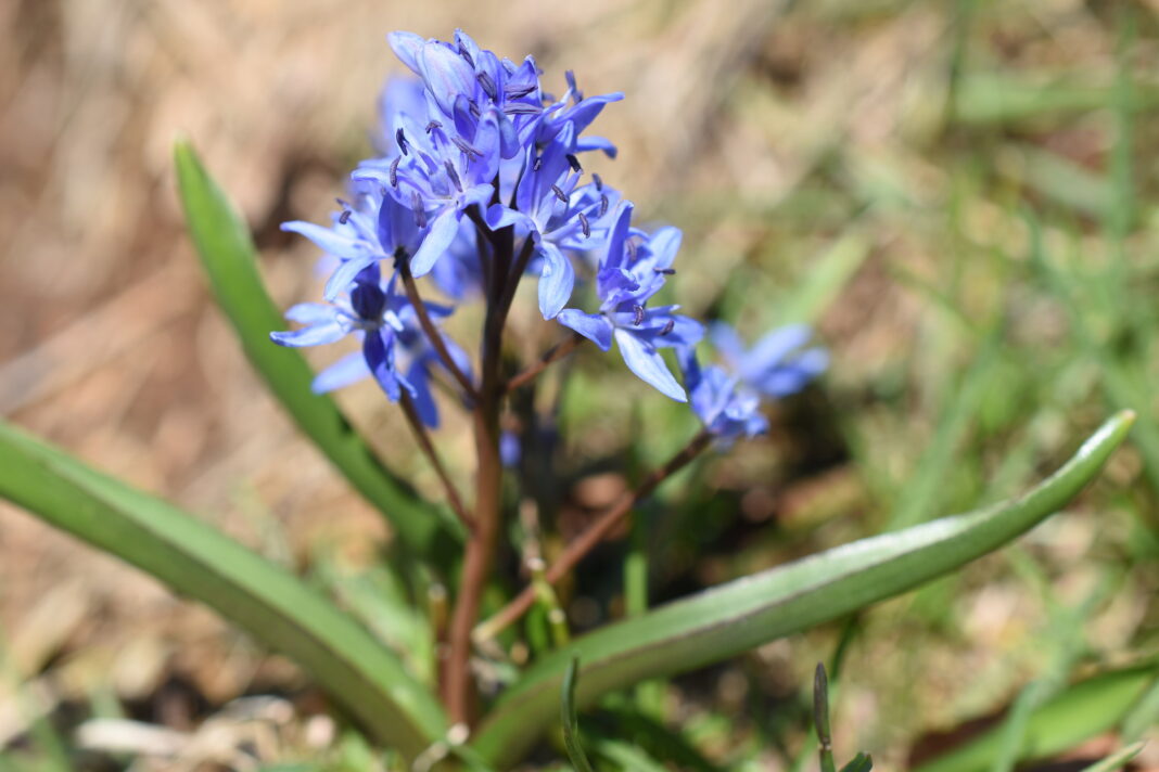 Scilla