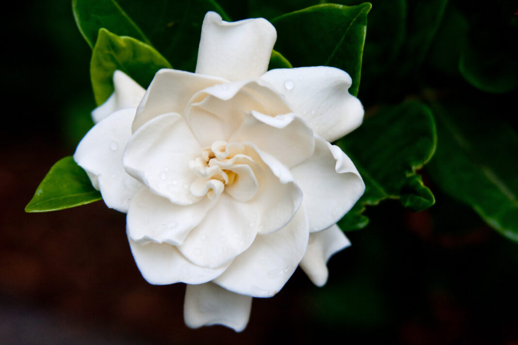 Gardenia, tufa cu flori albe, parfumate