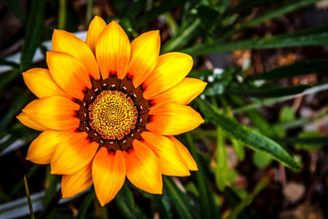 gazania teracota