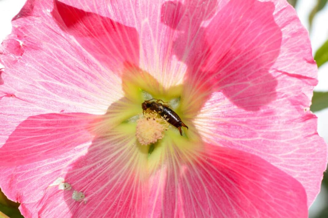 Urechelnițele, niște mame grozave