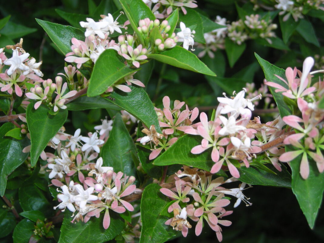 Abelia chinensis