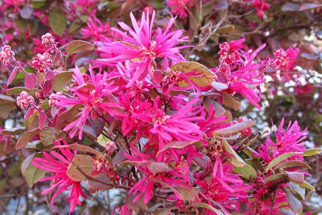 Loropetalum chinense, un arbust cu flori roz, franjurate