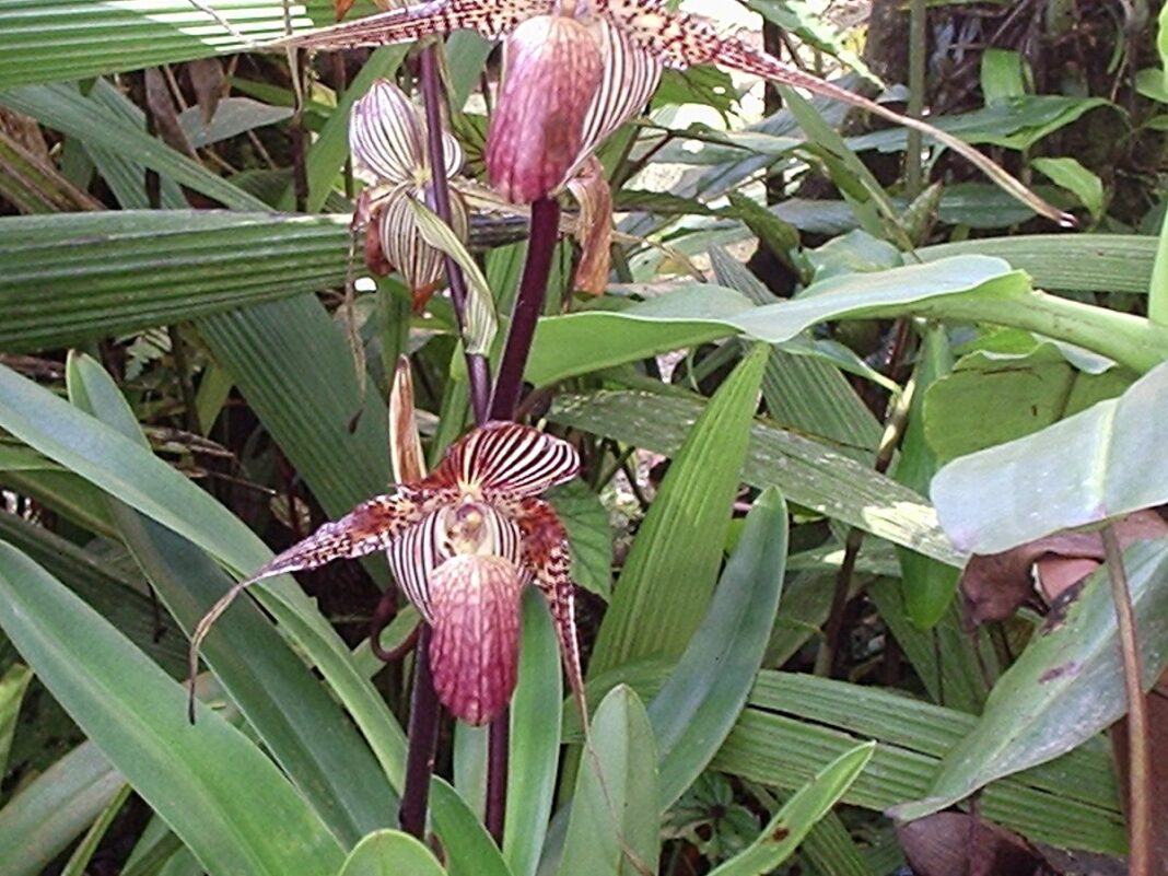 Orhideea de aur din Kinabalu, cea mai scumpă floare